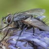 Dygliamusė - Eriothrix argyreatus ♂ | Fotografijos autorius : Žilvinas Pūtys | © Macronature.eu | Macro photography web site