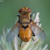 Tachinid fly - Eliozeta helluo ♂ | Fotografijos autorius : Žilvinas Pūtys | © Macronature.eu | Macro photography web site