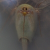European tadpole shrimp - Triops cancriformis | Fotografijos autorius : Zita Gasiūnaitė | © Macronature.eu | Macro photography web site