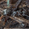 Tamsiarudė miško skruzdėlė - Formica fusca | Fotografijos autorius : Žilvinas Pūtys | © Macrogamta.lt | Šis tinklapis priklauso bendruomenei kuri domisi makro fotografija ir fotografuoja gyvąjį makro pasaulį.