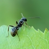 Tamsiarudė miško skruzdėlė - Formica fusca | Fotografijos autorius : Gintautas Steiblys | © Macrogamta.lt | Šis tinklapis priklauso bendruomenei kuri domisi makro fotografija ir fotografuoja gyvąjį makro pasaulį.