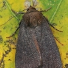 Tamsusis pelėdgalvis - Amphipyra livida | Fotografijos autorius : Gintautas Steiblys | © Macrogamta.lt | Šis tinklapis priklauso bendruomenei kuri domisi makro fotografija ir fotografuoja gyvąjį makro pasaulį.