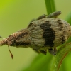 Tapeinotus sellatus | Fotografijos autorius : Žilvinas Pūtys | © Macronature.eu | Macro photography web site