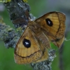 Aglija - Aglia tau | Fotografijos autorius : Romas Ferenca | © Macrogamta.lt | Šis tinklapis priklauso bendruomenei kuri domisi makro fotografija ir fotografuoja gyvąjį makro pasaulį.