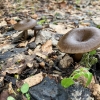 Blyškioji juosvabudė | Pseudoclytocybe expallens | Fotografijos autorius : Darius Baužys | © Macrogamta.lt | Šis tinklapis priklauso bendruomenei kuri domisi makro fotografija ir fotografuoja gyvąjį makro pasaulį.