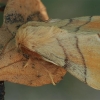 The Lackey - Malacosoma neustria ♂ | Fotografijos autorius : Gintautas Steiblys | © Macronature.eu | Macro photography web site