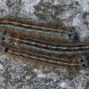 The Lackey - Malacosoma neustria, caterpillar | Fotografijos autorius : Žilvinas Pūtys | © Macronature.eu | Macro photography web site