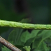 The Spinach - Eulithis mellinata, caterpillar | Fotografijos autorius : Gintautas Steiblys | © Macronature.eu | Macro photography web site