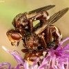 Lenktapilvė musė - Sicus ferrugineus | Fotografijos autorius : Kazimieras Martinaitis | © Macrogamta.lt | Šis tinklapis priklauso bendruomenei kuri domisi makro fotografija ir fotografuoja gyvąjį makro pasaulį.