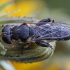 Thick-legged Hoverfly - Syritta pipiens ♀ | Fotografijos autorius : Žilvinas Pūtys | © Macronature.eu | Macro photography web site