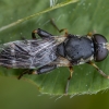 Thick-legged Hoverfly - Syritta pipiens ♀ | Fotografijos autorius : Žilvinas Pūtys | © Macronature.eu | Macro photography web site