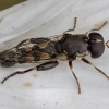 Thick-legged Hoverfly - Syritta pipiens ♂ | Fotografijos autorius : Žilvinas Pūtys | © Macronature.eu | Macro photography web site