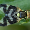 Thistle Stem Gall-fly - Urophora cardui ♂ | Fotografijos autorius : Žilvinas Pūtys | © Macronature.eu | Macro photography web site