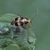 Three-spotted nettle bug - Liocoris tripustulatus | Fotografijos autorius : Gintautas Steiblys | © Macronature.eu | Macro photography web site