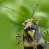 Three-spotted nettle bug - Liocoris tripustulatus | Fotografijos autorius : Vidas Brazauskas | © Macronature.eu | Macro photography web site
