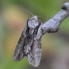 Tiesiajuostis pelėdgalvis - Hyppa rectilinea | Fotografijos autorius : Giedrius Markevičius | © Macrogamta.lt | Šis tinklapis priklauso bendruomenei kuri domisi makro fotografija ir fotografuoja gyvąjį makro pasaulį.