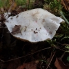 Tikrasis baltikas - Tricholoma columbetta | Fotografijos autorius : Vitalij Drozdov | © Macrogamta.lt | Šis tinklapis priklauso bendruomenei kuri domisi makro fotografija ir fotografuoja gyvąjį makro pasaulį.