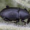 Timid mallow weevil - Malvaevora timida | Fotografijos autorius : Žilvinas Pūtys | © Macronature.eu | Macro photography web site