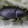 Timid mallow weevil - Malvaevora timida | Fotografijos autorius : Žilvinas Pūtys | © Macronature.eu | Macro photography web site