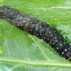 Timothy tortrix - Zelotherses paleana, caterpillar | Fotografijos autorius : Gintautas Steiblys | © Macronature.eu | Macro photography web site