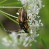 Tobacco-coloured Longhorn Beetle – Alosterna tabacicolor | Fotografijos autorius : Romas Ferenca | © Macronature.eu | Macro photography web site