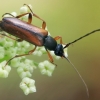 Tobacco-coloured Longhorn Beetle - Alosterna tabacicolor | Fotografijos autorius : Gintautas Steiblys | © Macronature.eu | Macro photography web site