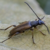 Tobacco-coloured longhorn beetle - Alosterna tabacicolor | Fotografijos autorius : Žilvinas Pūtys | © Macronature.eu | Macro photography web site