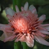 Torch ginger – Etlingera elatior | Fotografijos autorius : Nomeda Vėlavičienė | © Macronature.eu | Macro photography web site