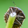 Tortoise bug | Eurygaster testudinaria | Fotografijos autorius : Darius Baužys | © Macronature.eu | Macro photography web site