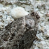 Tortrix Moth - Cnephasia sp. | Fotografijos autorius : Vidas Brazauskas | © Macronature.eu | Macro photography web site