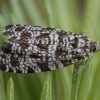Tortrix Moth - Pseudohermenias abietana | Fotografijos autorius : Žilvinas Pūtys | © Macronature.eu | Macro photography web site