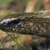 Trapusis gluodenas - Anguis fragilis | Fotografijos autorius : Gintautas Steiblys | © Macrogamta.lt | Šis tinklapis priklauso bendruomenei kuri domisi makro fotografija ir fotografuoja gyvąjį makro pasaulį.