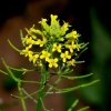 Treacle-mustard - Erysimum cheiranthoides | Fotografijos autorius : Aleksandras Stabrauskas | © Macronature.eu | Macro photography web site