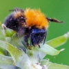 Medinė kamanė | Tree bumblebee | Bombus cf. hypnorum | Fotografijos autorius : Darius Baužys | © Macrogamta.lt | Šis tinklapis priklauso bendruomenei kuri domisi makro fotografija ir fotografuoja gyvąjį makro pasaulį.