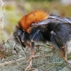 Tree bumblebee - Bombus hypnorum | Fotografijos autorius : Gintautas Steiblys | © Macronature.eu | Macro photography web site