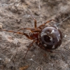 Triangulate cobweb spider - Steatoda triangulosa ♀ | Fotografijos autorius : Žilvinas Pūtys | © Macronature.eu | Macro photography web site