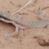Tripoli Gecko - Tropiocolotes tripolitanus | Fotografijos autorius : Gintautas Steiblys | © Macronature.eu | Macro photography web site