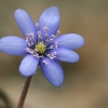 Triskiautė žibuoklė - Hepatica nobilis | Fotografijos autorius : Gintautas Steiblys | © Macrogamta.lt | Šis tinklapis priklauso bendruomenei kuri domisi makro fotografija ir fotografuoja gyvąjį makro pasaulį.