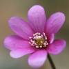 Triskiautė žibuoklė - Hepatica nobilis | Fotografijos autorius : Gintautas Steiblys | © Macrogamta.lt | Šis tinklapis priklauso bendruomenei kuri domisi makro fotografija ir fotografuoja gyvąjį makro pasaulį.