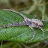 Turf running-spider - Philodromus cespitum ♀ | Fotografijos autorius : Žilvinas Pūtys | © Macronature.eu | Macro photography web site