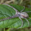 Paprastasis vikrūnas - Philodromus cespitum ♀ | Fotografijos autorius : Žilvinas Pūtys | © Macronature.eu | Macro photography web site