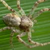 Turf running-spider - Philodromus cespitum | Fotografijos autorius : Vidas Brazauskas | © Macronature.eu | Macro photography web site