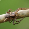 Turf running-spider - Philodromus cespitum | Fotografijos autorius : Vidas Brazauskas | © Macronature.eu | Macro photography web site