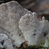 Įvairiaspalvė kempė - Trametes versicolor | Fotografijos autorius : Vytautas Gluoksnis | © Macronature.eu | Macro photography web site