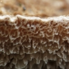 Įvairiaspalvė kempė - Trametes versicolor | Fotografijos autorius : Vidas Brazauskas | © Macronature.eu | Macro photography web site