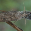 Turnip Moth - Agrotis segetum ♂ | Fotografijos autorius : Žilvinas Pūtys | © Macronature.eu | Macro photography web site