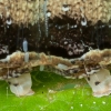 Twin-spotted quaker - Anorthoa munda, young caterpillar | Fotografijos autorius : Žilvinas Pūtys | © Macronature.eu | Macro photography web site
