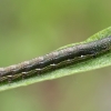 Twin-spotted quaker - Anorthoa munda, young caterpillar | Fotografijos autorius : Gintautas Steiblys | © Macronature.eu | Macro photography web site