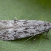 Twirler Moth - Chionodes electella | Fotografijos autorius : Žilvinas Pūtys | © Macronature.eu | Macro photography web site