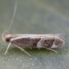 Helcystograma - Helcystogramma lamprostoma | Fotografijos autorius : Žilvinas Pūtys | © Macronature.eu | Macro photography web site